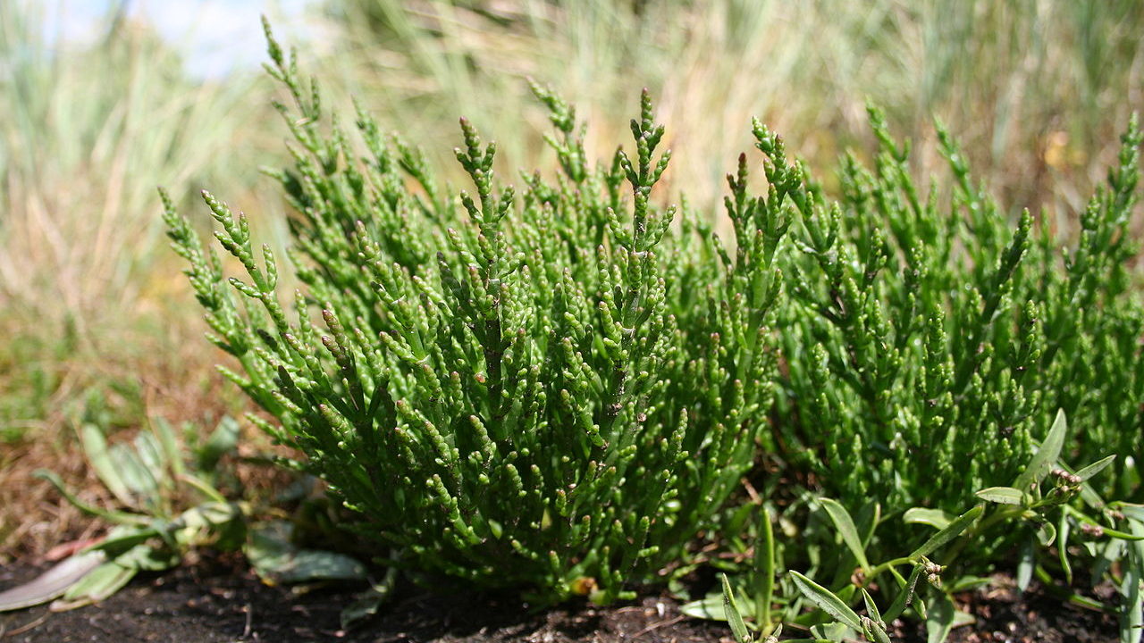 Salicornia europaea or Samphire by Marco Schmidt