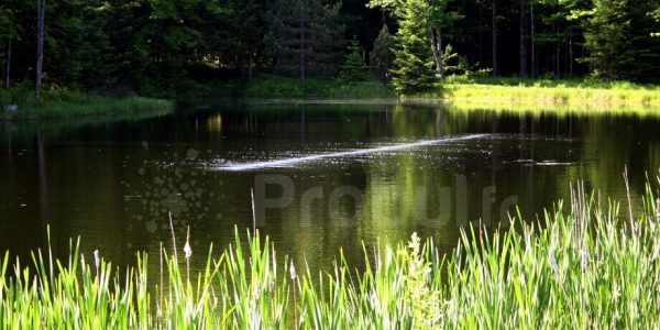 Pond and Lake Aeration