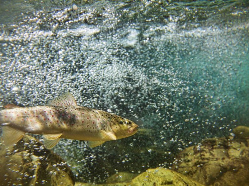 Trout in water with bubbles